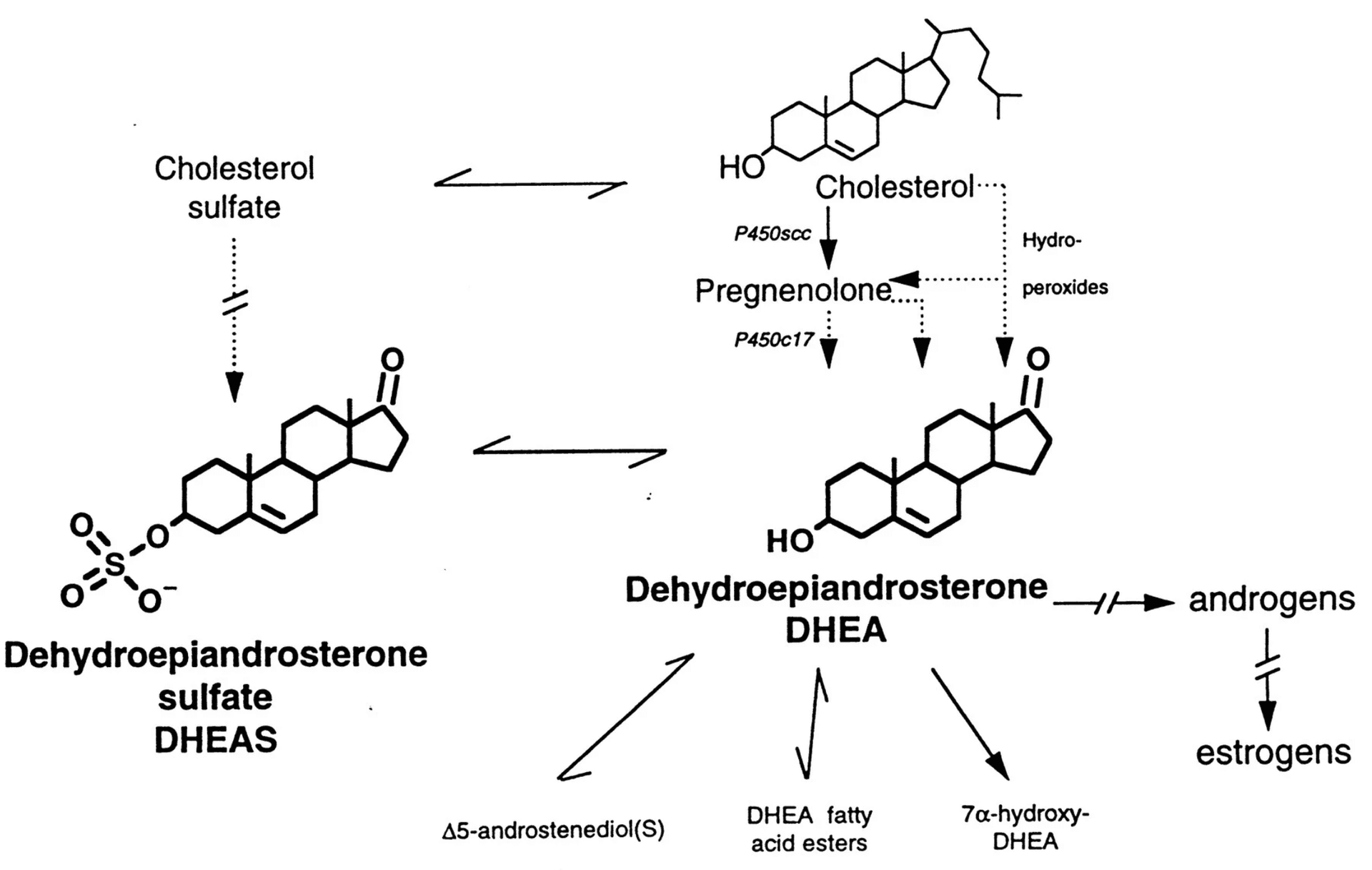 DHEA - the multi-talent
