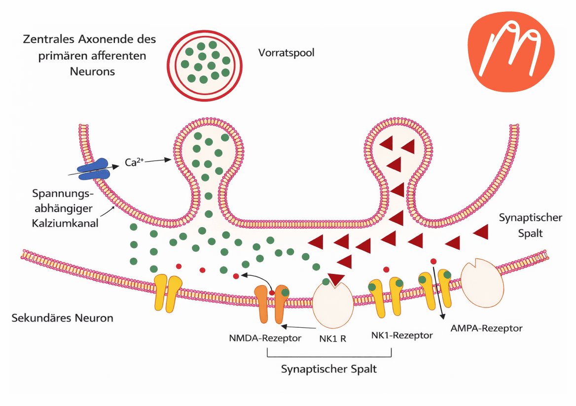 Wenn Hitze im Kopf entsteht – und Hormone nicht die einzige Antwort sind